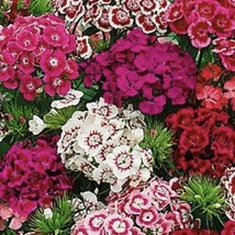 Dianthus Sweet William Dianthus Seeds Fresh Garden USA Shipping - £7.30 GBP