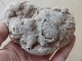 Natural MINERAL Rough Raw Mediterranean Beach Israel Strange Weed Shells Stones - £4.35 GBP
