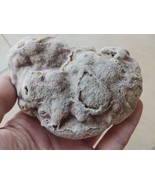 Natural MINERAL Rough Raw Mediterranean Beach Israel Strange Weed Shells... - £4.30 GBP