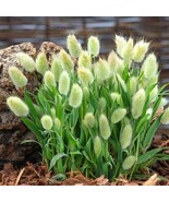 GRASS BUNNY TAILS, 25 SEEDS R - €14,13 EUR
