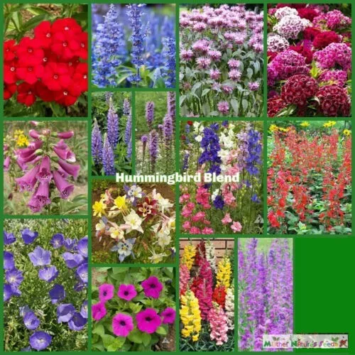 New Fresh Wildflower Mix Hummingbird Blend Perennials Annuals 1500 Seeds - £9.04 GBP