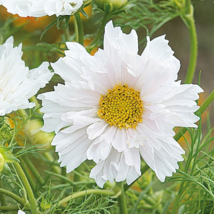 100 Seeds Cosmos Bipinnatus Double Click Snow Puff Garden Beautiful - £6.14 GBP