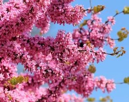 25 Judas Tree European Redbud Love Tree Cercis Siliquastrum Pink Purple Flower S - $10.45