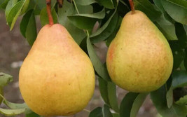 25 Moonglow Pear Seeds For Garden Planting    From US - $10.48