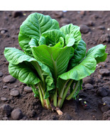 MX Spinach Bloomsdale Seeds Savory Greens Salad Favorite Non GMO Bulk Seed - $185.09 MXN