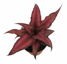 2&quot; Pot - Fire Mystic Red Earth Star Plant - Cryptanthus - Easy - living room - £38.35 GBP