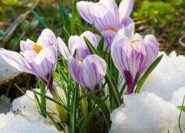 5 Crocus Sativus Dutch Crocus Bulbs F8000-345 Garden - $21.97