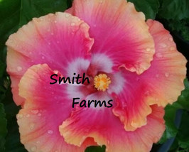 HSeeds 50+ Seeds Pink Orange Hibiscus Flowers - £5.32 GBP