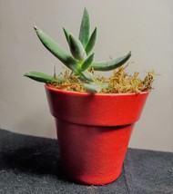 Fuzzy Succulent in Red Pot - Live Crassula Plant 2" Planter image 5