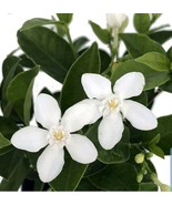 Asian Snow Jasmine Live plant~Wrightia antidysenterica - $31.25