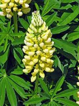 Lupine Golden Yellow 20 Seeds Golden Flowers Seeds Fresh Seeds Gardening - $3.38