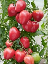 30 Oxheart Pink Tomato heirloom Seeds USA Seller - £3.42 GBP