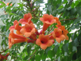 Red flowers TRUMPET VINE - Campsis x tagliabuana &#39;Guilfoylei&#39; live plant - £17.94 GBP