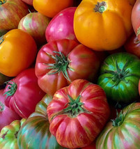 Heirloom Beefsteak Mix Tomato Seeds | Heirloom | Exotic Varieties FRESH - £12.90 GBP