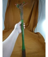 CLUB-11 Genuine Penobscot Native American Root club war weapon ceremonia... - $807.80 CAD