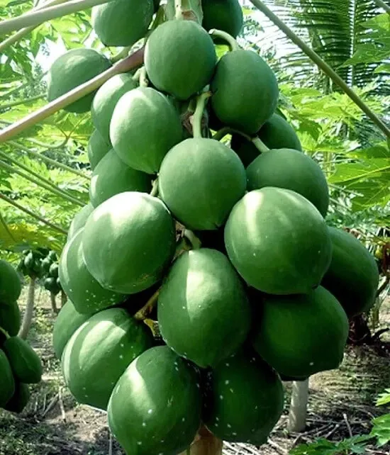 Kamiya Papaya Seeds for Garden Planting 25 Seeds Fast Shipping - £9.40 GBP