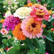 100+ Scabiosa Flowered Mix Zinnia Seeds - $8.48