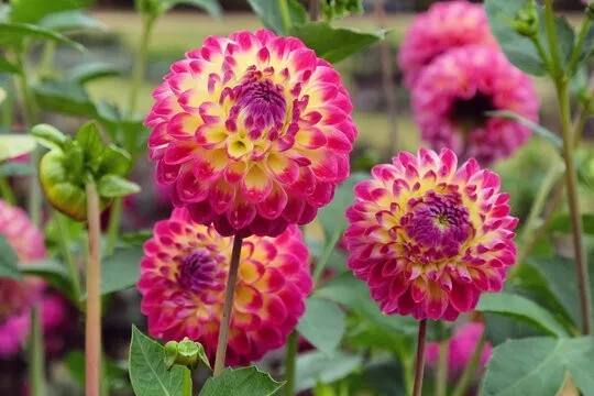 1 Bulb Dahlia HAPET DAYDREAM Flower For Garden - $28.00