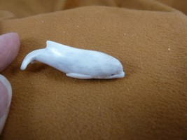 Whal-w97 little white baby Beluga Whale shed ANTLER figurine Bali detailed - $29.91