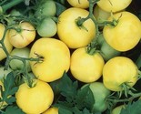 50 Garden Peach Tomato Seeds  Non Gmo Heirloom Fast Shipping - $8.99