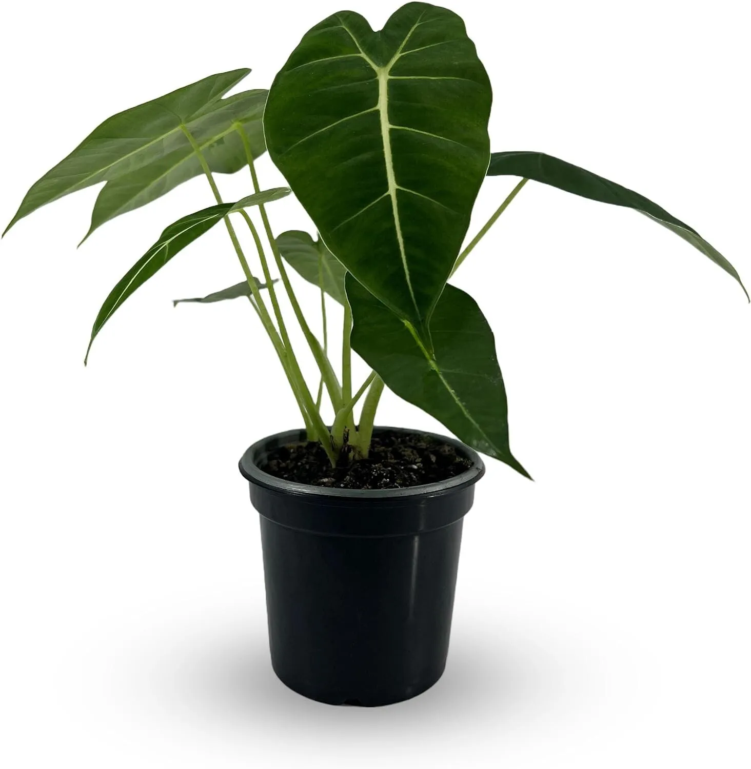 Alocasia Micholitziana Elephant Ear Plant - £41.96 GBP