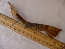 (EL1000-13) Real Cane TOAD LEG lucky Leather WEIRD Aussi outback I love ... - $10.99