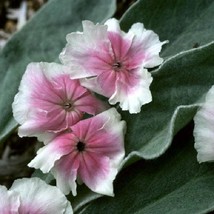 30 Angels Blush Heirloom Lychnis Flower Seeds Fresh USA Fast Shipping - £15.68 GBP