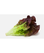 LD 1000 Red Romaine Lettuce Seeds Heirloomseedguy Nongmo Fast Shipping - $8.22