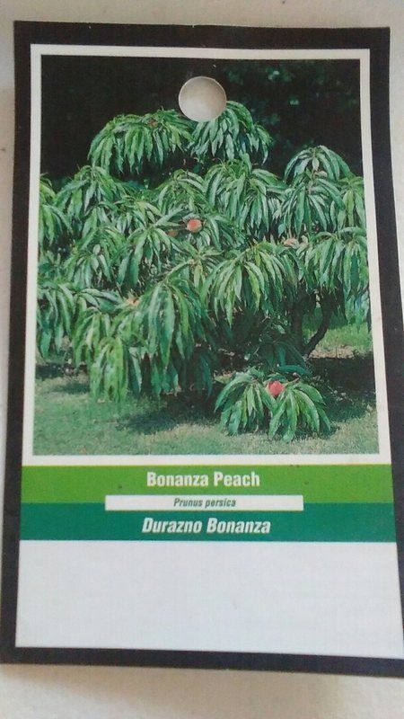 Primary image for BONANZA PEACH 3'-4' Tree Live Healthy Trees Fruit Garden Plant Sweet Peaches