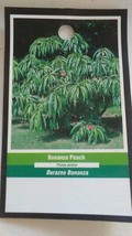 BONANZA PEACH 3&#39;-4&#39; Tree Live Healthy Trees Fruit Garden Plant Sweet Pea... - £77.06 GBP