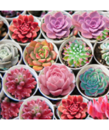 Mini Potted Bonsai Succulent Cactus 500 PCS Seeds - €6,70 EUR