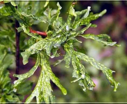 Quercus robur “Irtha” variegated  Grafted Oak Tree Rare Item - £86.97 GBP