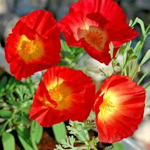 1001 Red Chief California Poppy Flower Seeds Garden Container Native Wildflower - £9.62 GBP