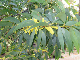 Item image 1 image 1