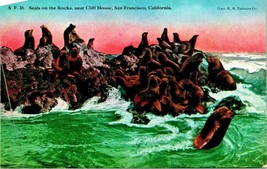 Seals on Rocks Near Cliff House San Francisco California CA UNP DB Postcard B3 - £2.30 GBP