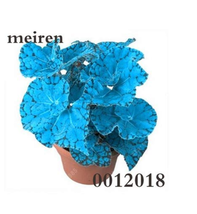 PWO Fresh 200 Pcs Begonia Flower Seed Flowers Potted Bseed Garden Courtyard Balc - £2.66 GBP