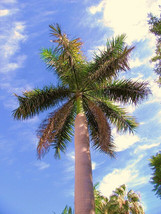 Roystonea Regia CUBAN ROYAL PALM tall tree ornamental palms plant seed 100 seeds - £7.98 GBP