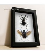 Sphaenognathus Giganteus PAIR 4 Eyes Stag Beetles Framed Entomology Shad... - $2,659.89 MXN