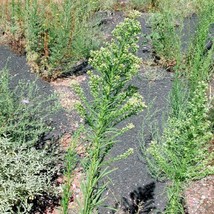 50 SEEDS HORSEWEED QUICK HEIRLOOM START TRANSFORM YOUR GARDEN - £6.40 GBP