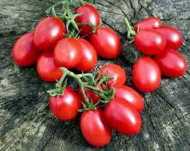 50 Seeds Crovarese Italian Grape Tomato Heirloom Tomatoes Juicy Vegetable Garden - £5.32 GBP