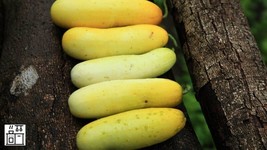 GIB 25 Seeds Easy To Grow Yellow Submarine Cucumber Hybrid Vegetable Pickling - $9.00