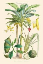 Plants used as food. Date, Banana, Jack Fruit, Pandanus by William Rhind - Art P - £17.66 GBP+