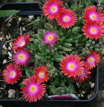 100 Pc Seeds Gelato Bright Red Ice Plant Flower, Daisy Seeds for Planting | RK - £13.42 GBP