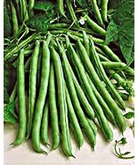 Green Bean, Blue Lake, Heirloom, Organic 100 Seeds, Non-GMO, Tasty N Healty Bean - $7.04