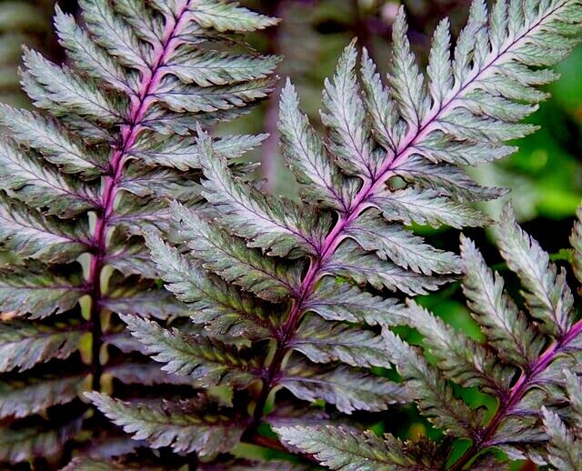 Lady Fern 'Regal Red' 1000 Spores (Seeds ) Filix Femina Niponicum Cold Hardy - $6.99