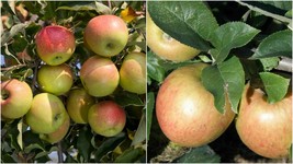 Live Plant - JonaGold Apple Tree - Established 1 Plant 1 in Gallon - Gardening - £77.52 GBP