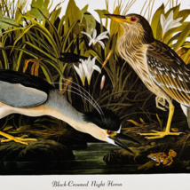 1979 Black Crowned Night Heron Color Plate Print Audubon Birds Of Americ... - $13.50