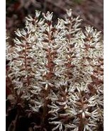 10 Pachysandra procumbens , Allegheny spurge, mountain spurge roots - $13.95