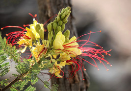5 Desert Bird Of Paradise Shrub Caesalpinia Gilliesii Poinciana Red Yell... - $285.31 MXN