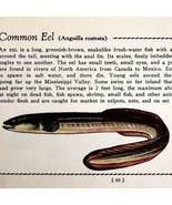 Common Eel 1939 Fresh Water Fish Art Gordon Ertz Color Plate Print PCBG20 - $29.99